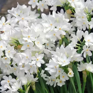 Narcissus tazetta 'Paperwhite Ziva' 16cm Bowl - image 1