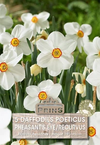 Narcissus poeticus Pheasant's Eye