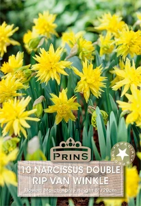 Narcissus Rip Van Winkle