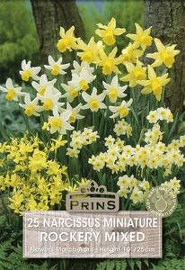 Narcissus Rockery Pastel Mix