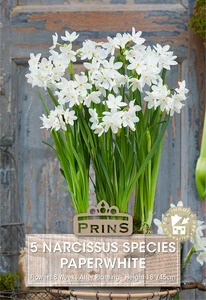 Narcissus species Paperwhite
