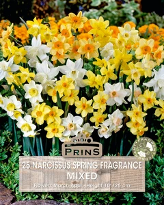 Narcissus Spring Fragrance Mix