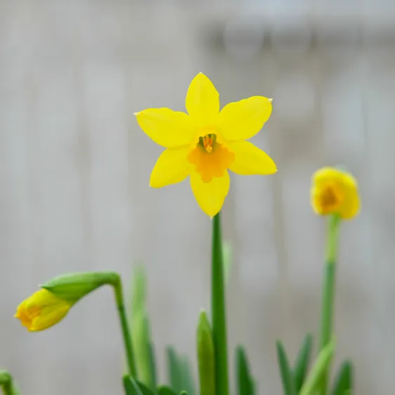 Narcissus 'Tete-a-Tete' 1L - image 1