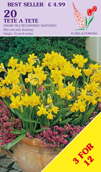 Narcissus Tete A Tete