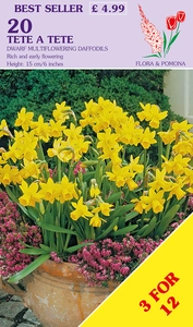 Narcissus Tete A Tete