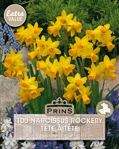 Narcissus Tete A Tete