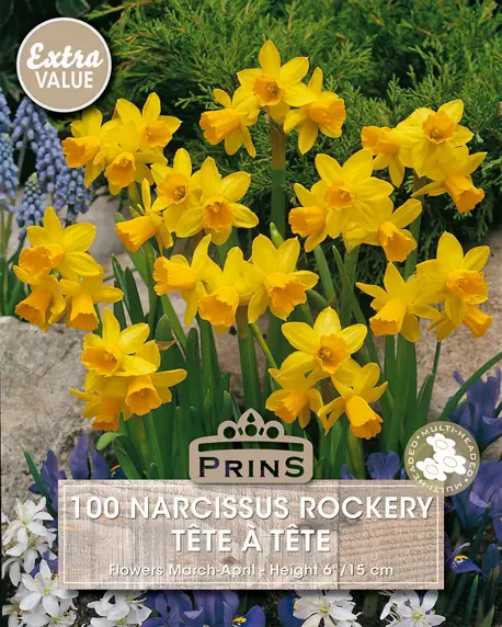 Narcissus Tete A Tete Bulk Bag