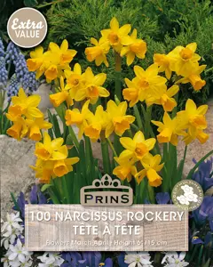 Narcissus Tete A Tete Bulk Bag