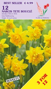 Narcissus Tete Boucle