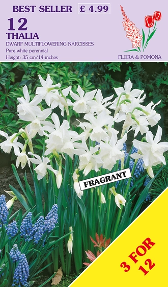 Narcissus Thalia