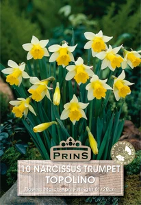 Narcissus Topolino