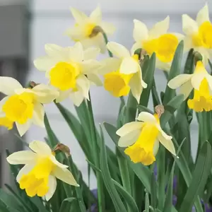 Narcissus 'Topolino' 1L
