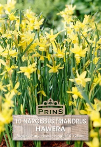 Narcissus traindrus Hawera