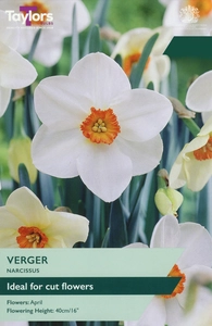 Narcissus Verger