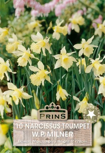 Narcissus W.P. Milner