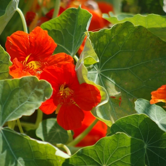 Nasturtium 9cm