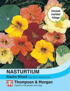 Nasturtium Alaska Mixed - image 1