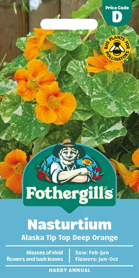 Nasturtium Alaska Tip Top Deep Orange Seeds - image 1