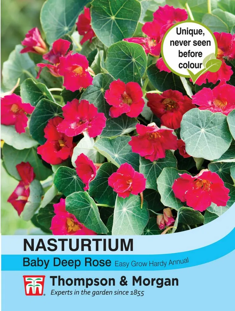 Nasturtium Baby Deep Rose - Cowell's Garden Centre | Woolsington