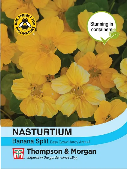 Nasturtium Banana Split - image 1