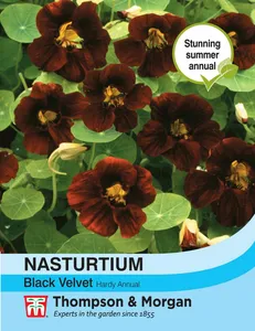 Nasturtium Black Velvet - image 1