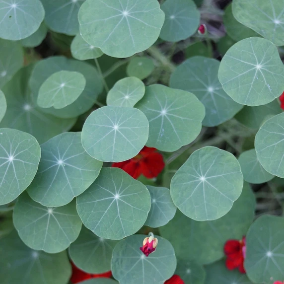 Nasturtium 'Blue Pepe' 9cm