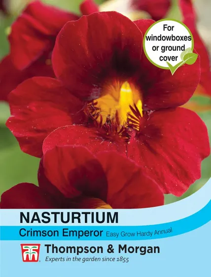 Nasturtium Crimson Emperor - image 1