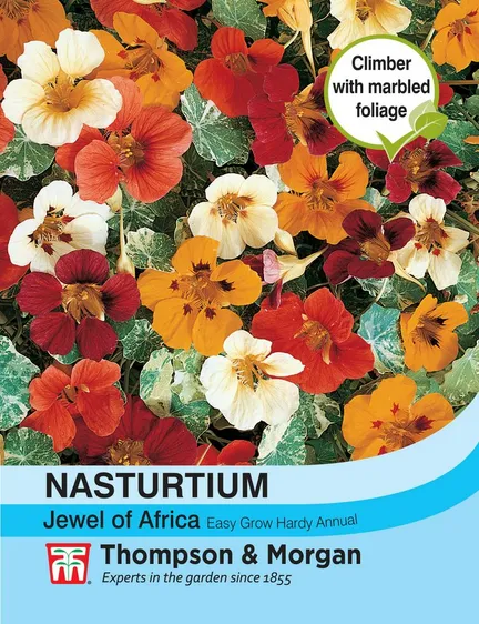 Nasturtium Jewel of Africa - image 1