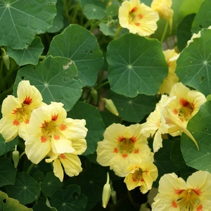 Picture - Ball Horticultural