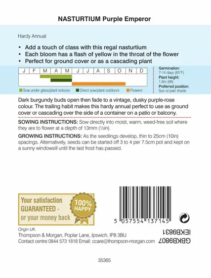 Nasturtium Purple Emperor - image 2