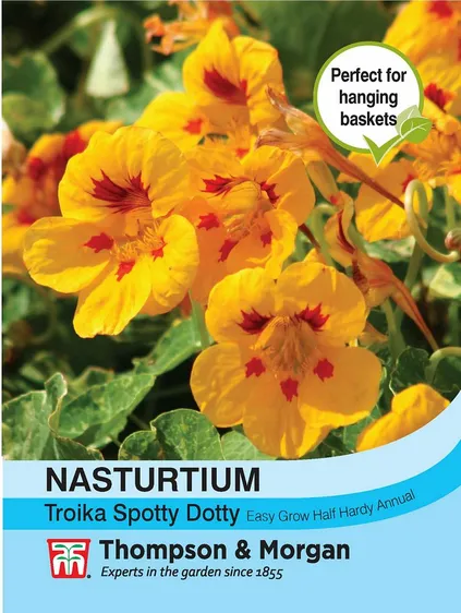 Nasturtium Troika Spotty Dotty - image 1