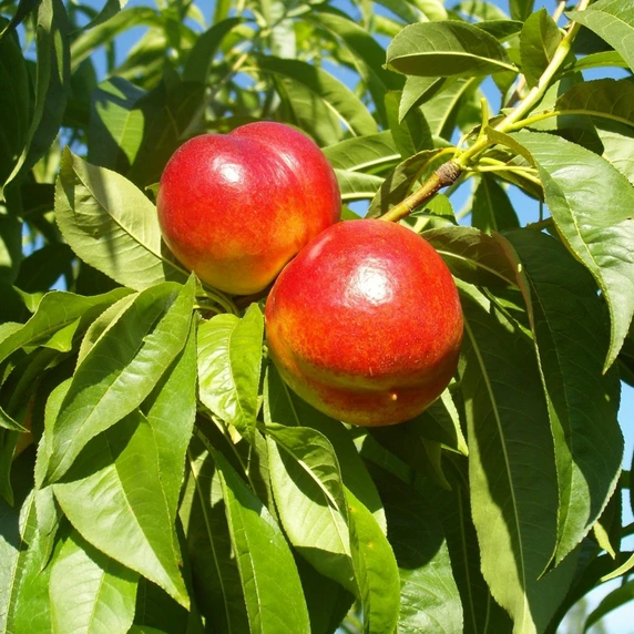 Nectarine 'Nectarella' Torrinel 24