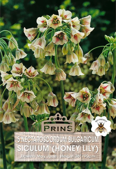 Nectaroscordum siculum