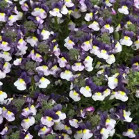 Nemesia