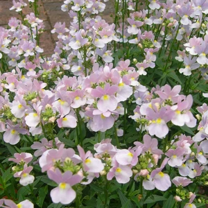 Picture - Plants For Europe