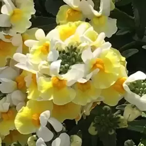 Nemesia 'Aroma Banana Split' - image 2