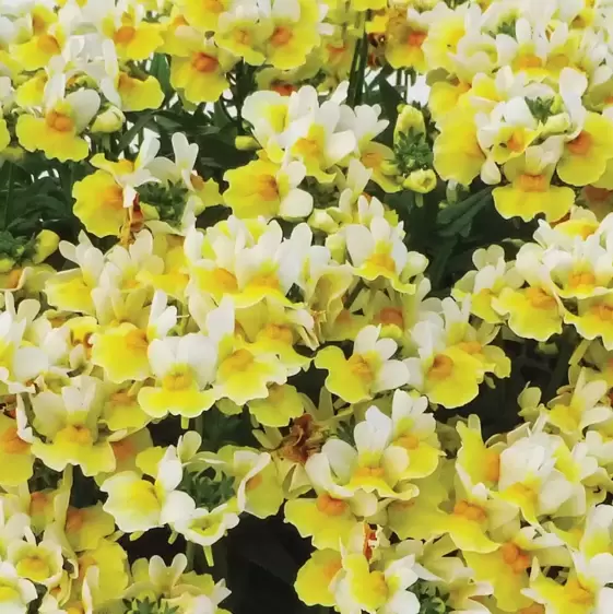 Nemesia 'Aroma Banana Split' - image 1