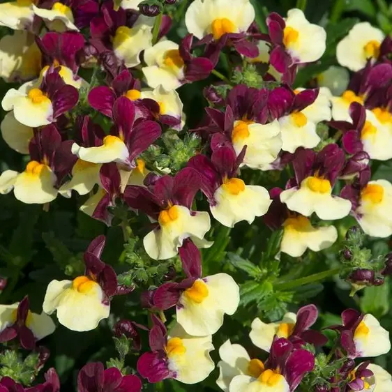 Picture Credit - Ball Horticulture