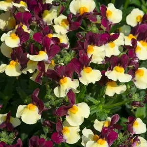 Picture Credit - Ball Horticulture