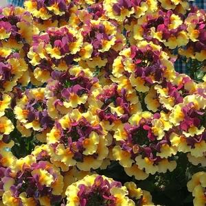 Nemesia 'Aroma Rhubarb & Custard' - image 2