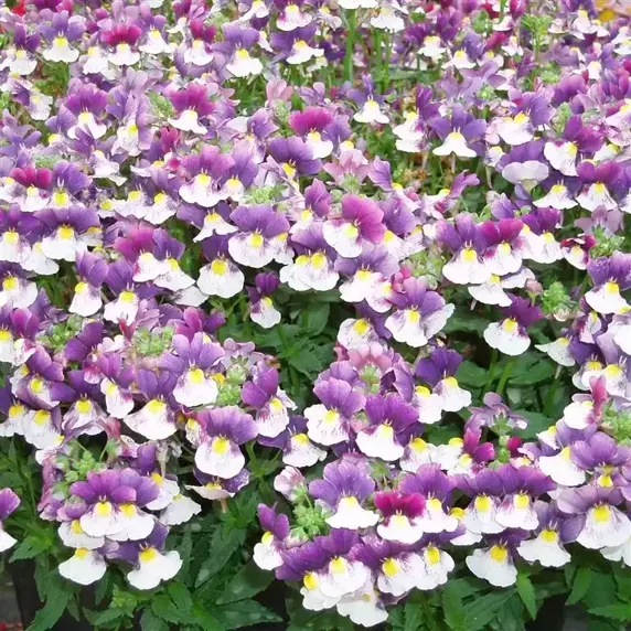 Nemesia 'Berries & Cream' 1L