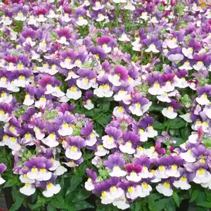Nemesia 'Berries & Cream' 1L