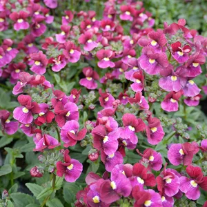 Picture - Plants For Europe