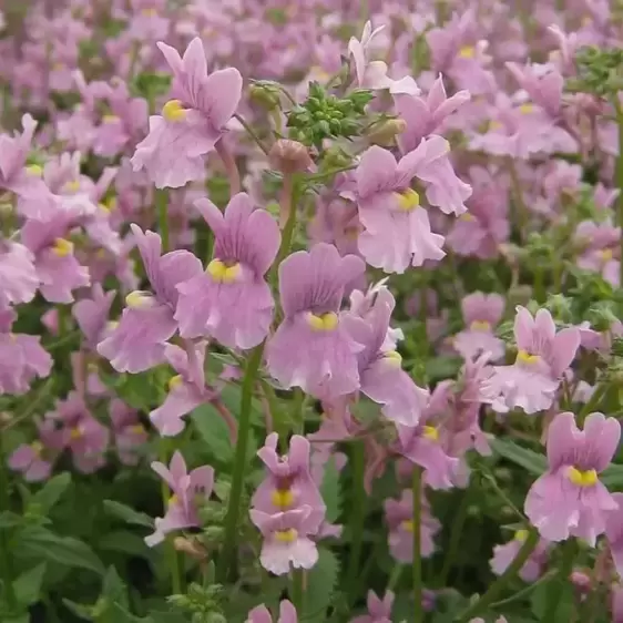 Nemesia 'Confetti'