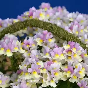 Nemesia 'Easter Bonnet' 10.5cm - image 2