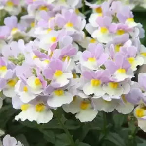 Nemesia 'Easter Bonnet' 10.5cm - image 1