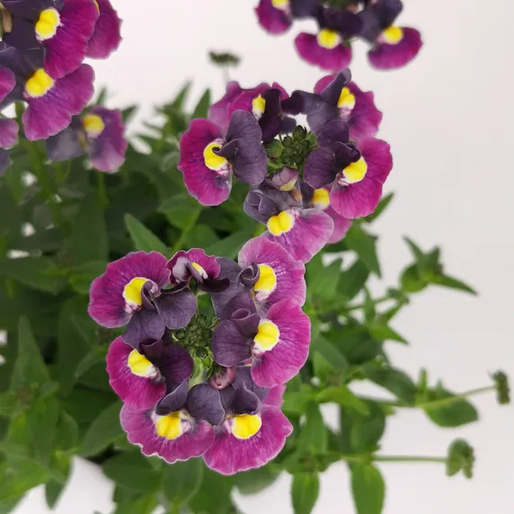 Picture - Plants For Europe