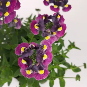 Picture - Plants For Europe