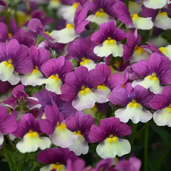 Nemesia Fairy Kisses 'Vanilla Berry'