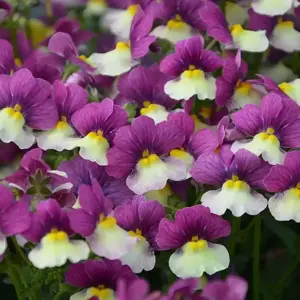 Nemesia Fairy Kisses 'Vanilla Berry'